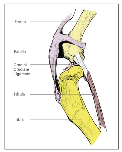 a-cranial-cruciate-ligament-diagram-final | © Natalie Knowles