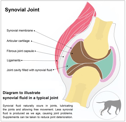 synovial-joint-final | © Natalie Knowles
