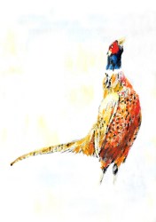 Pheasant | Natalie Knowles © 2019